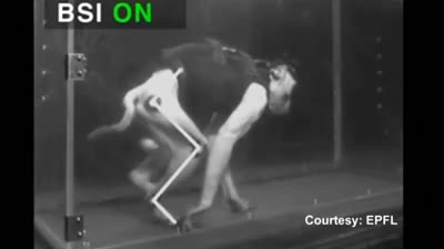 Paralyzed monkey walks again after brain spine implant