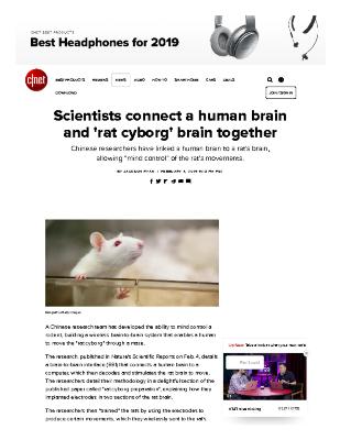 Scientists connect a human brain and 'rat cyborg' brain together