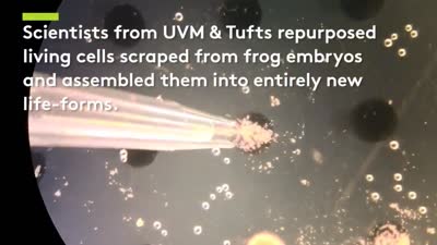 UVM and Tufts Team Builds First Living Robots